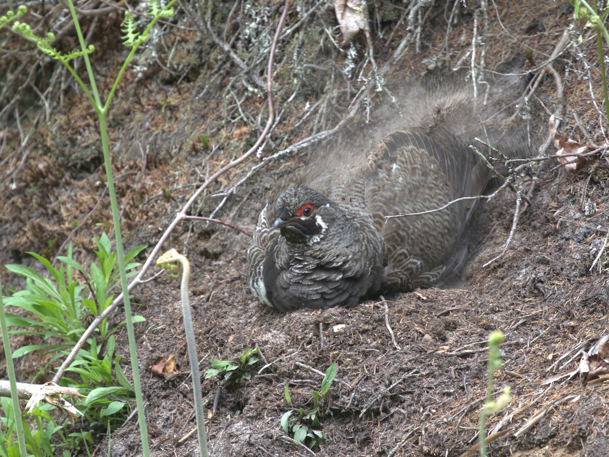 Spruce Grouse - ML619763187