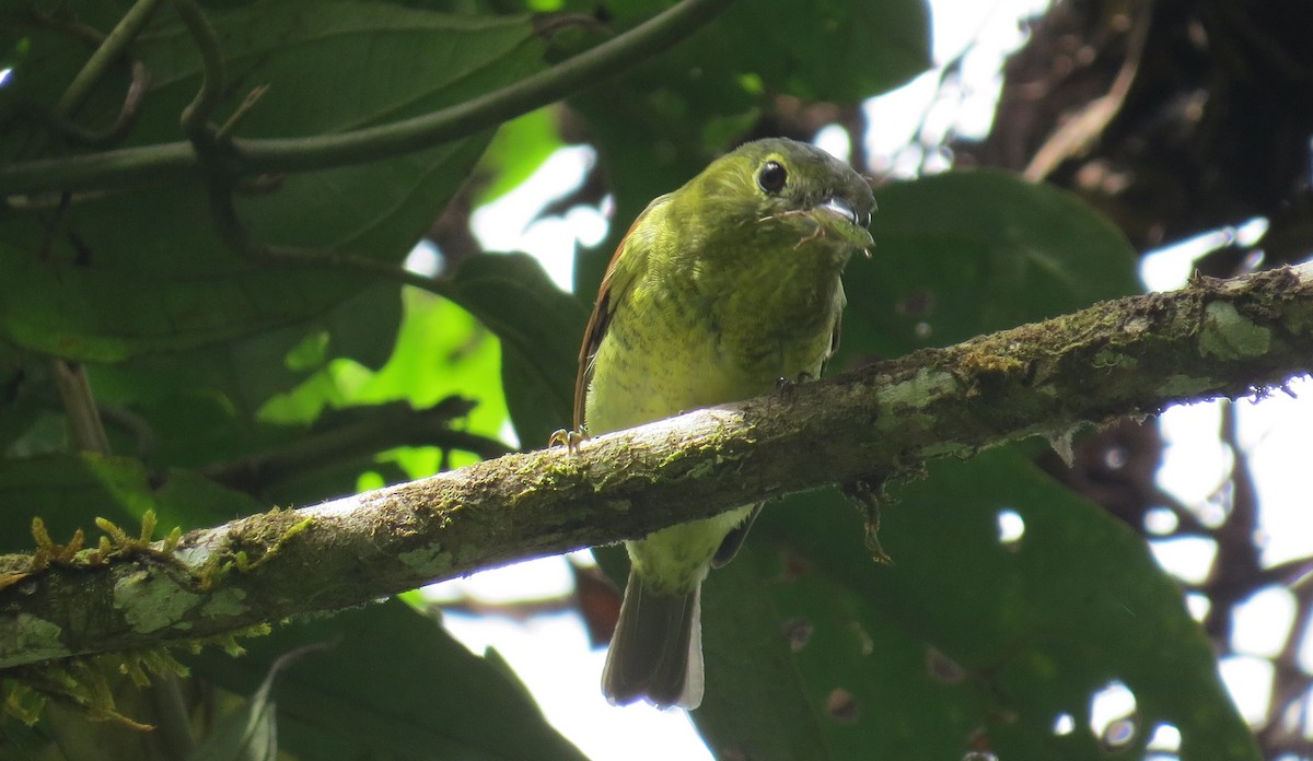 Barred Becard - Nick Bayly (SELVA)