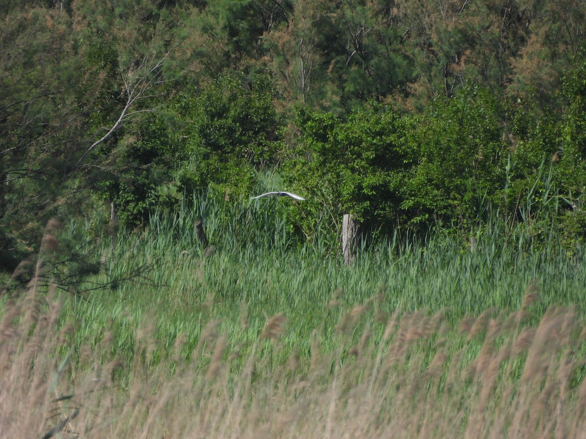 Whiskered Tern - ML619763237