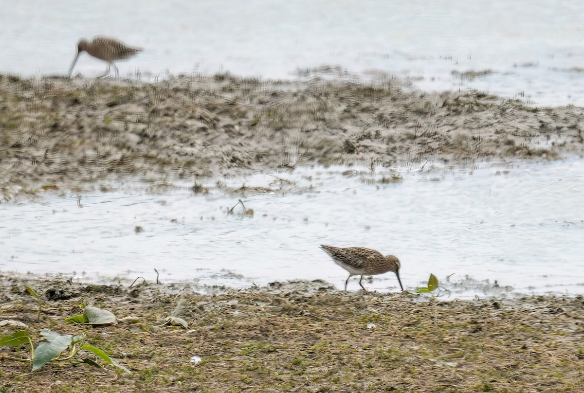 Short-billed Dowitcher - ML619763243