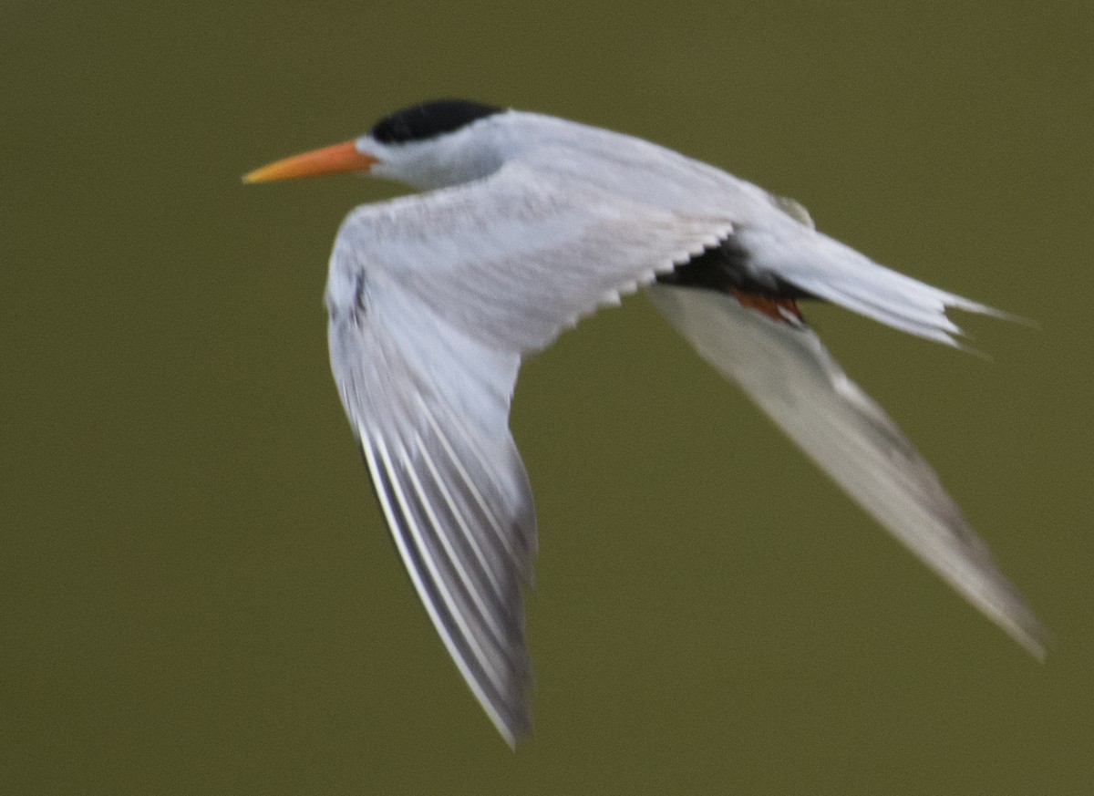 Black-bellied Tern - ML619763277