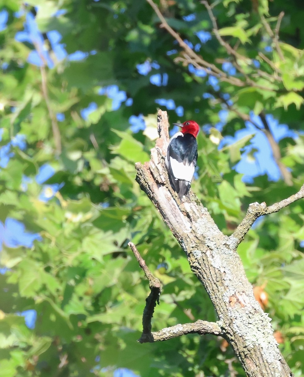 Red-headed Woodpecker - ML619763283