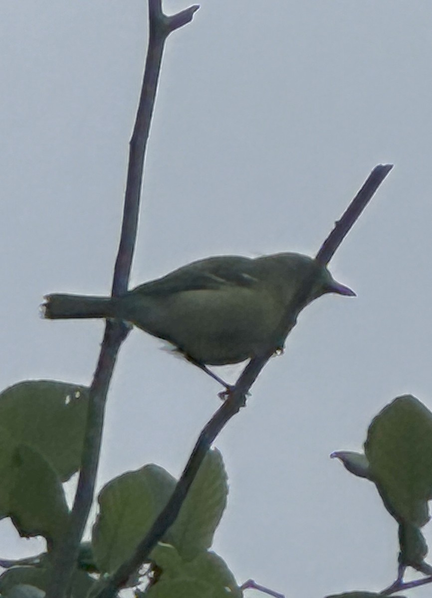 Ak Gözlü Vireo - ML619763289