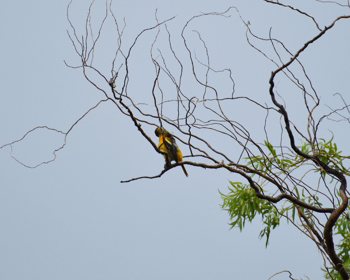 Baltimore Oriole - ML61976331