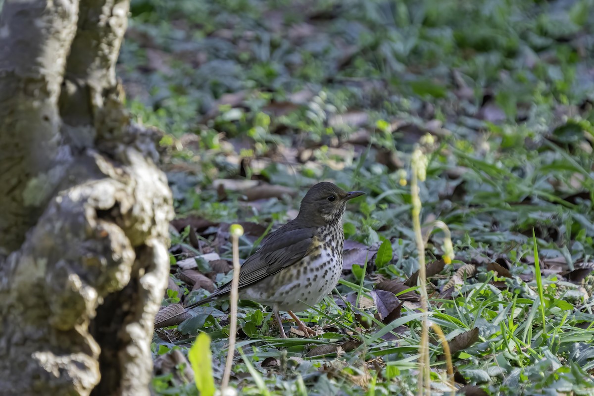 Japanese Thrush - ML619763313