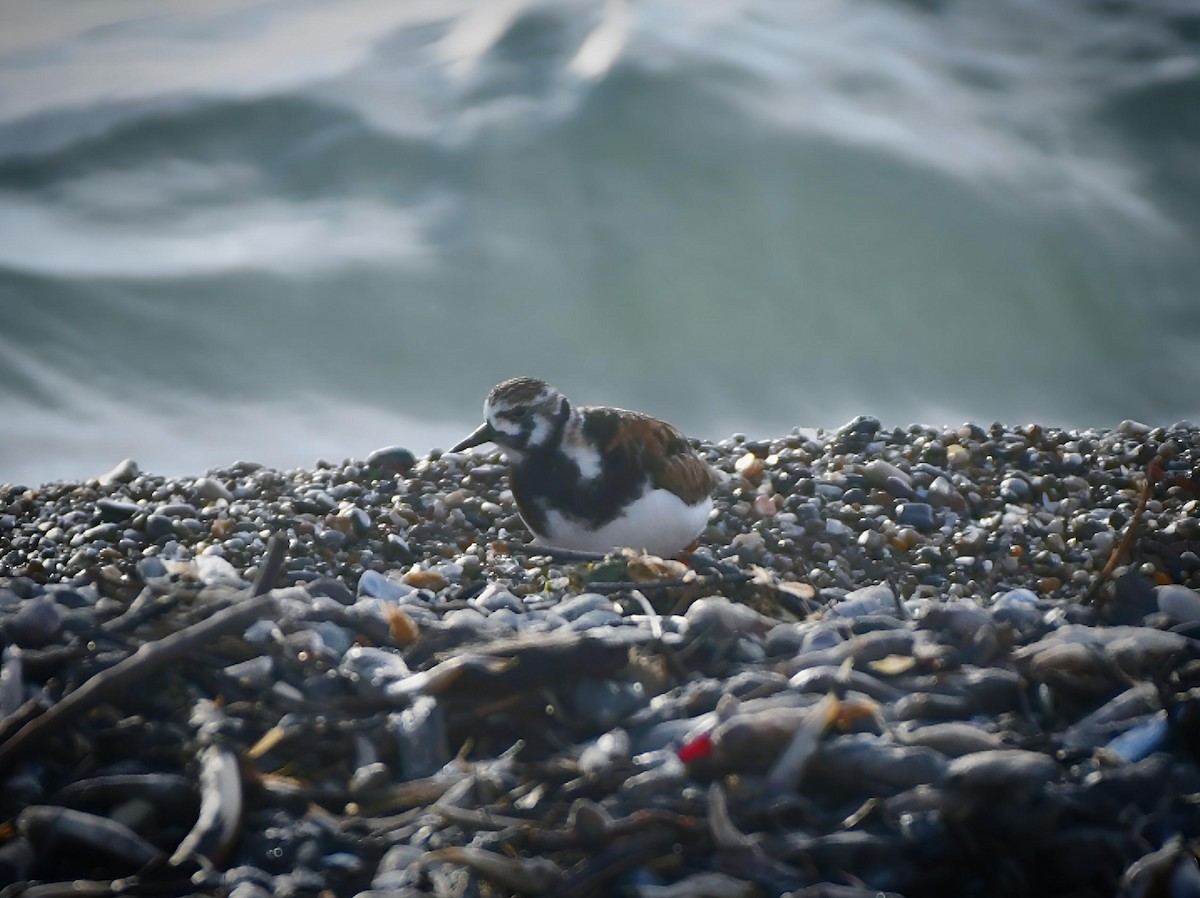 Ruddy Turnstone - ML619763320