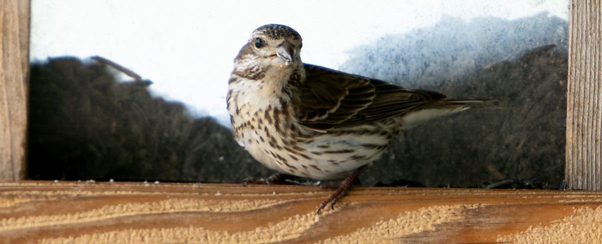 Rose-breasted Grosbeak - ML619763350