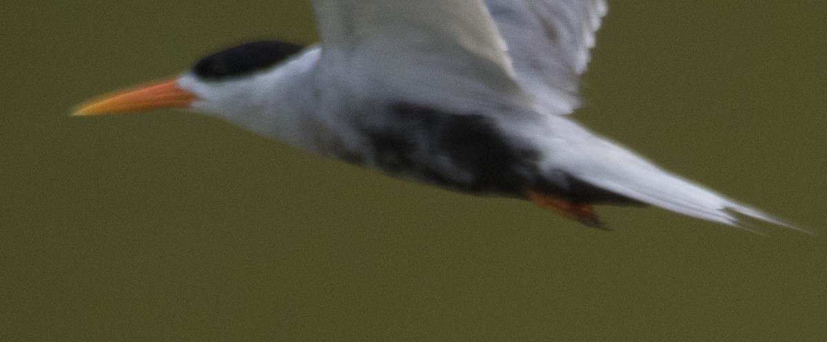 Black-bellied Tern - ML619763376