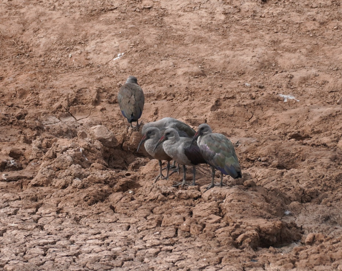 ibis hagedaš - ML619763381