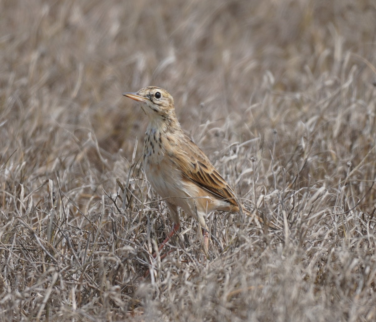 African Pipit - Sarah Foote