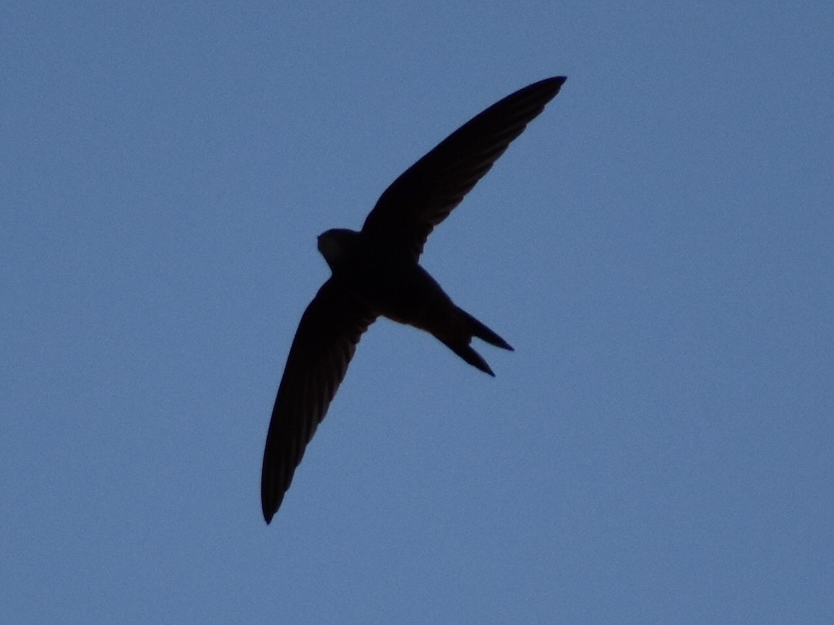 Common Swift - ML619763416