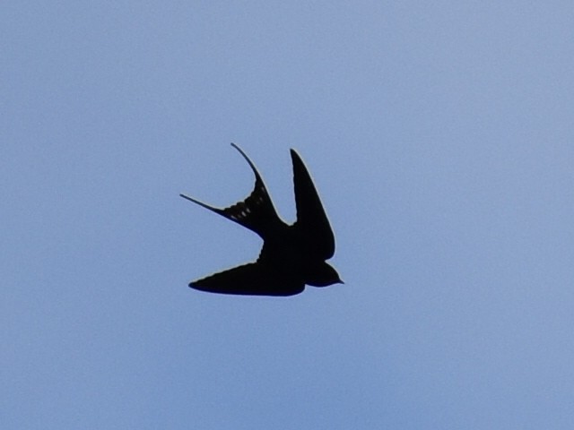 Barn Swallow - ML619763419