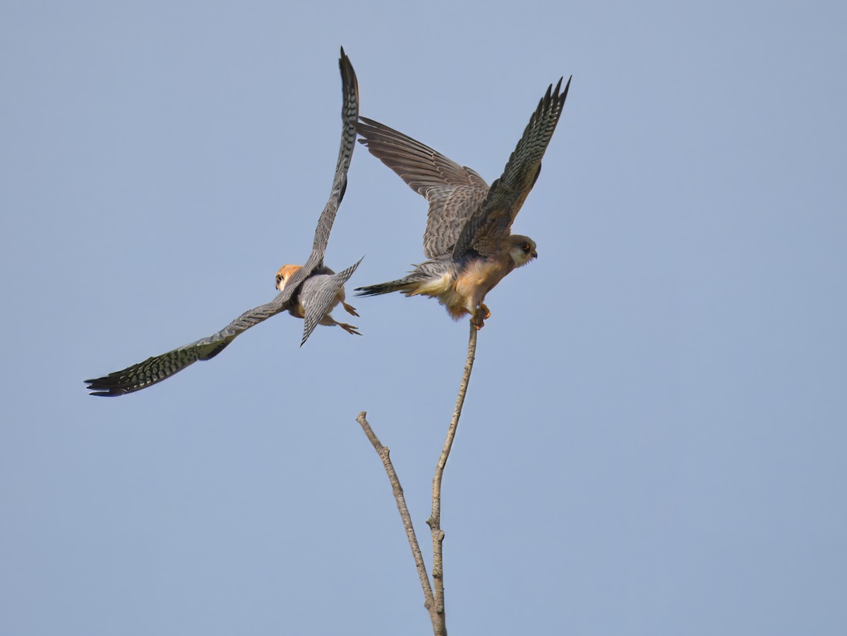 Red-footed Falcon - ML619763438