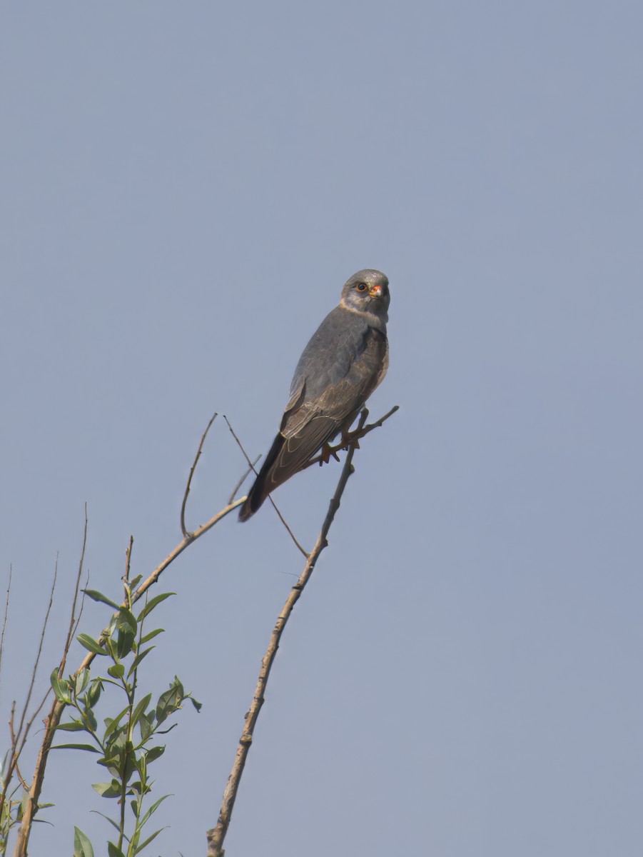 Red-footed Falcon - ML619763439