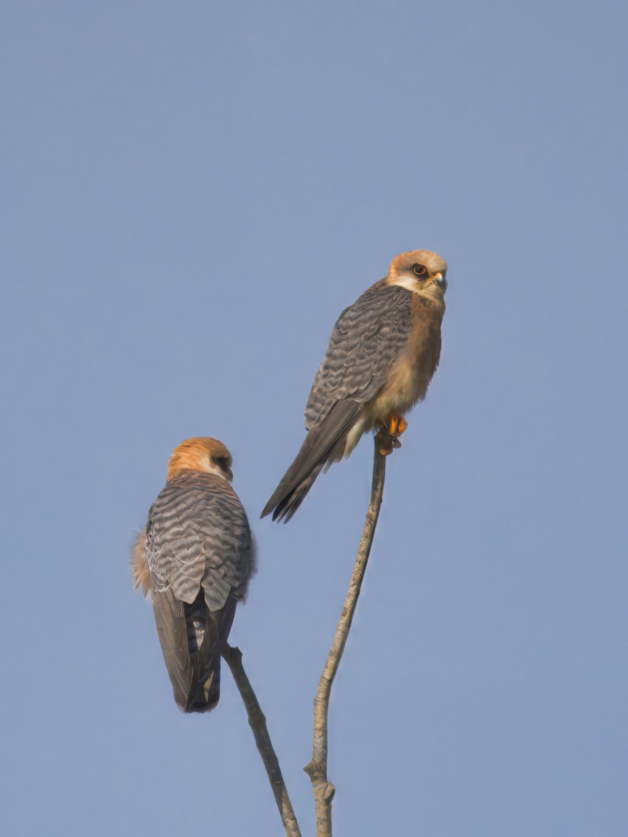 Red-footed Falcon - ML619763440