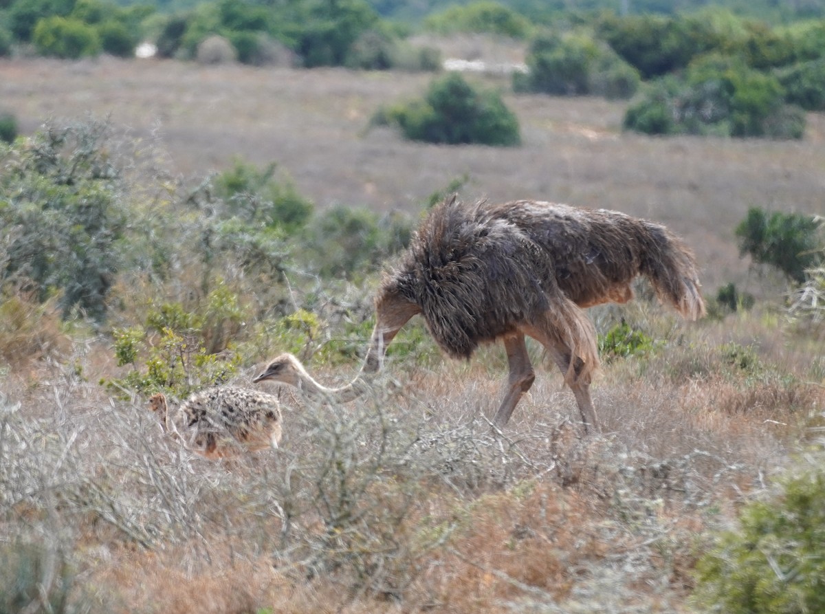 Common Ostrich - ML619763441