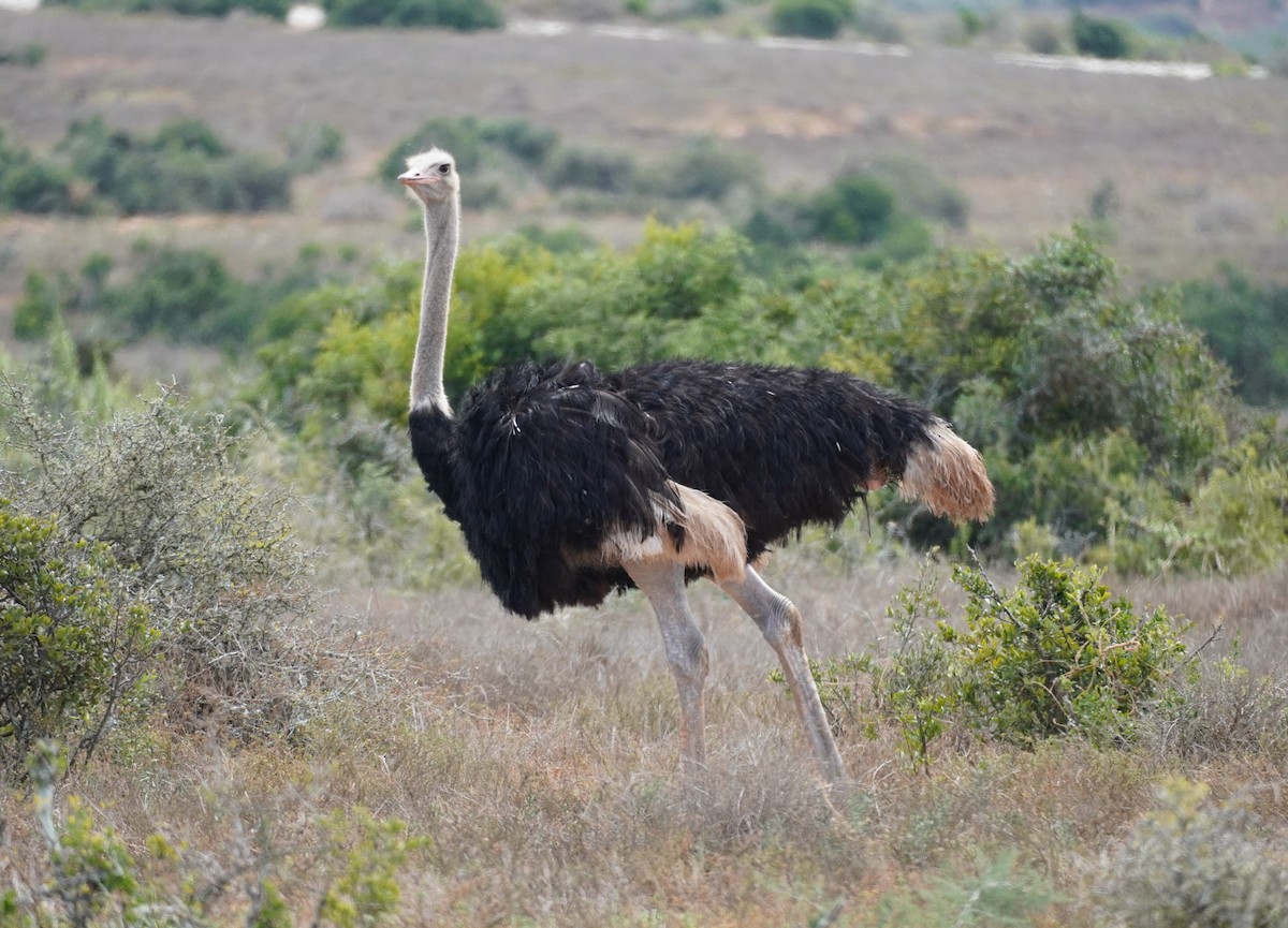 Common Ostrich - ML619763443