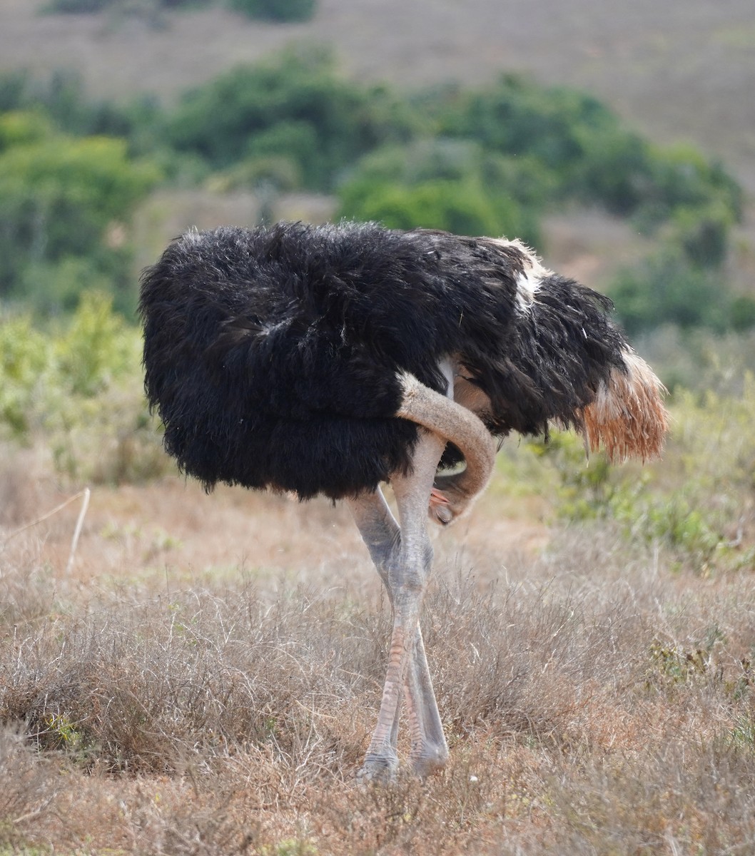 Common Ostrich - ML619763447