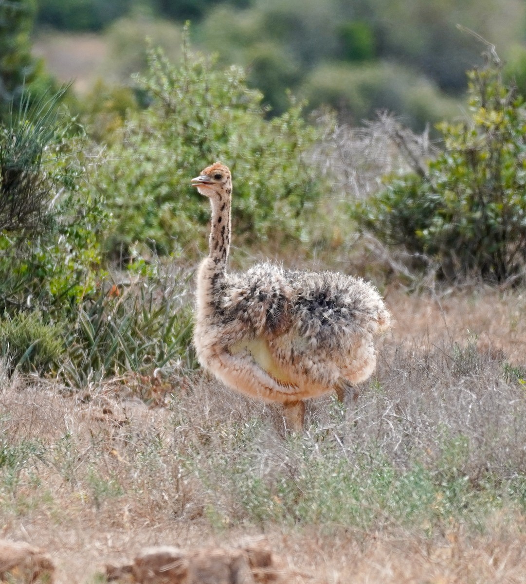 Common Ostrich - ML619763456