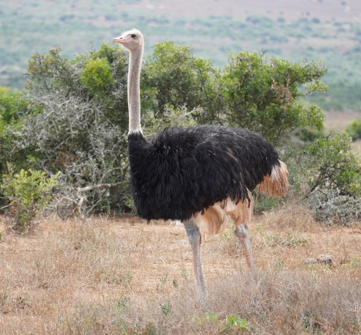 Common Ostrich - ML619763459