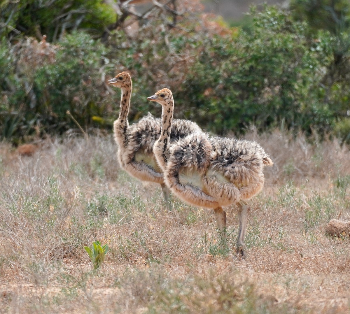 Common Ostrich - ML619763463