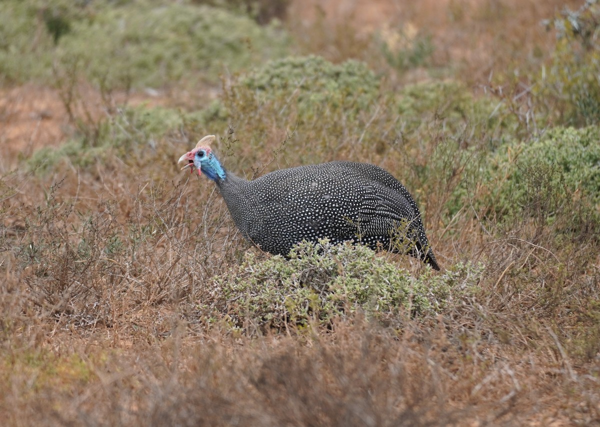 Helmeted Guineafowl - ML619763468