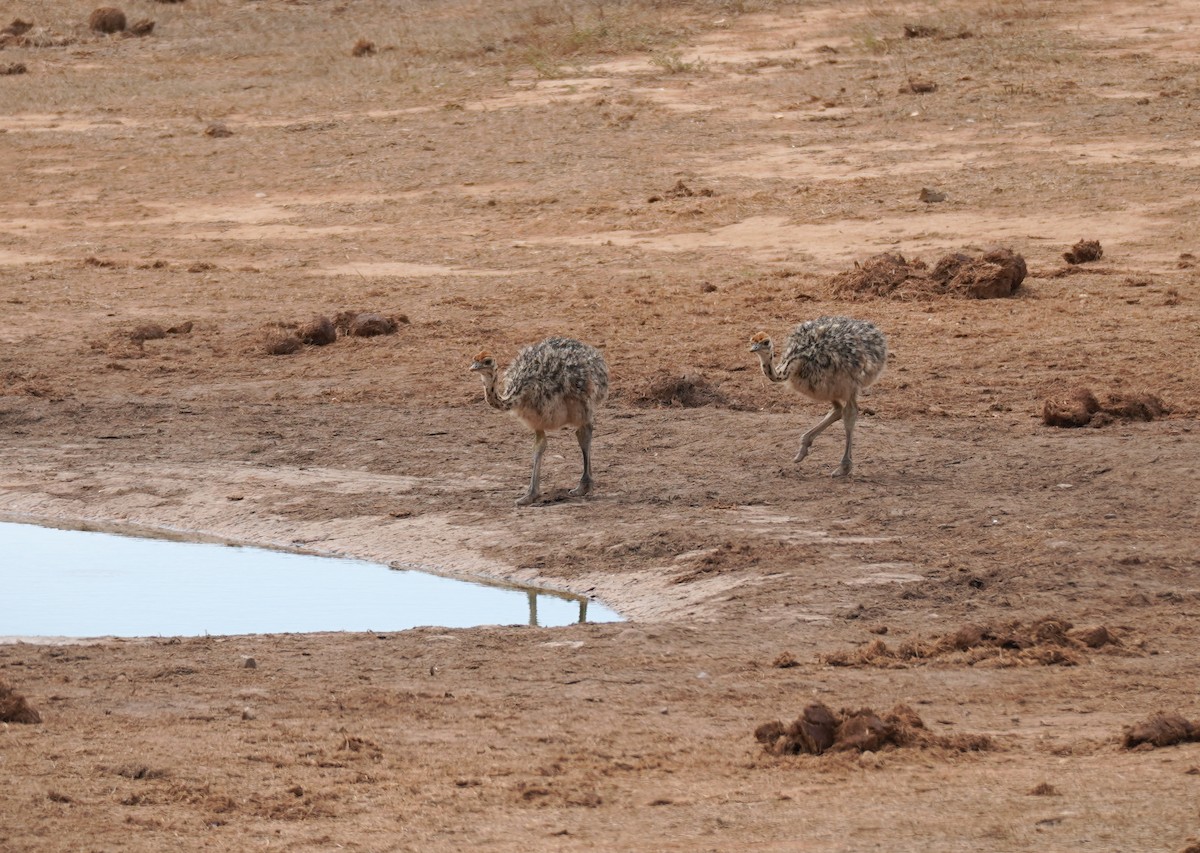 Common Ostrich - ML619763490