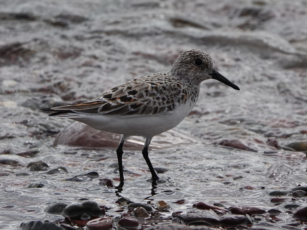 Bécasseau sanderling - ML619763501