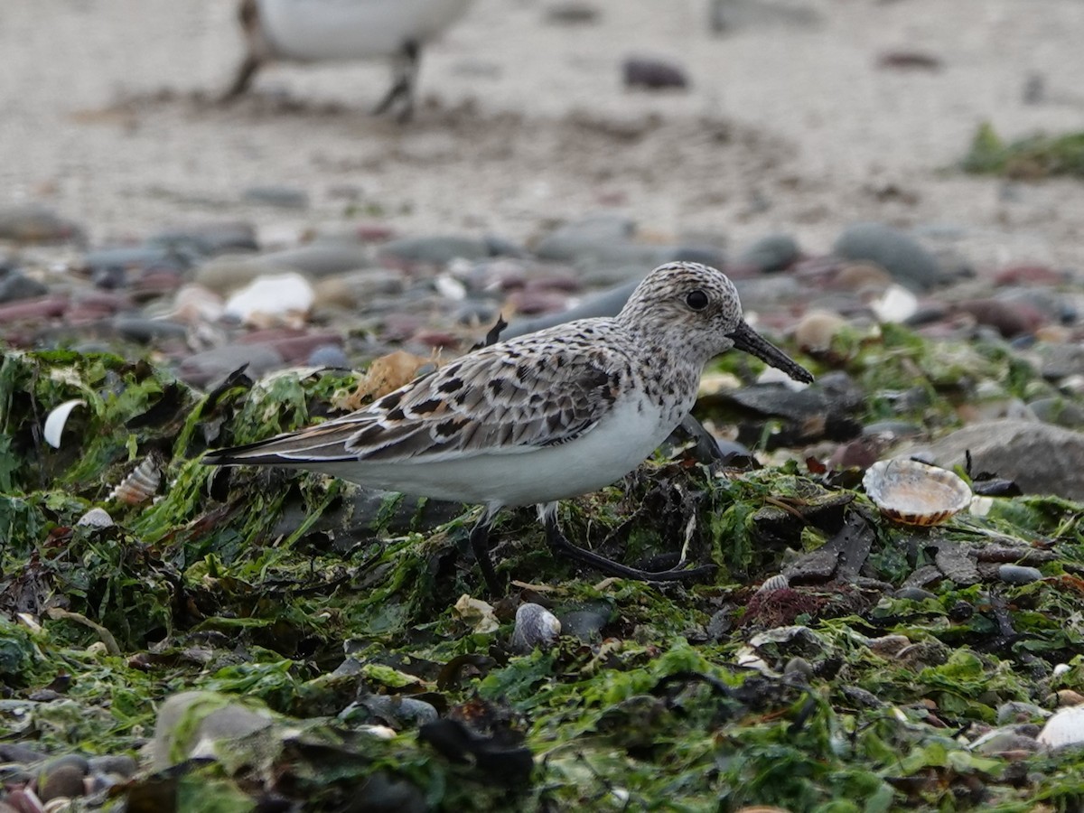 Bécasseau sanderling - ML619763504