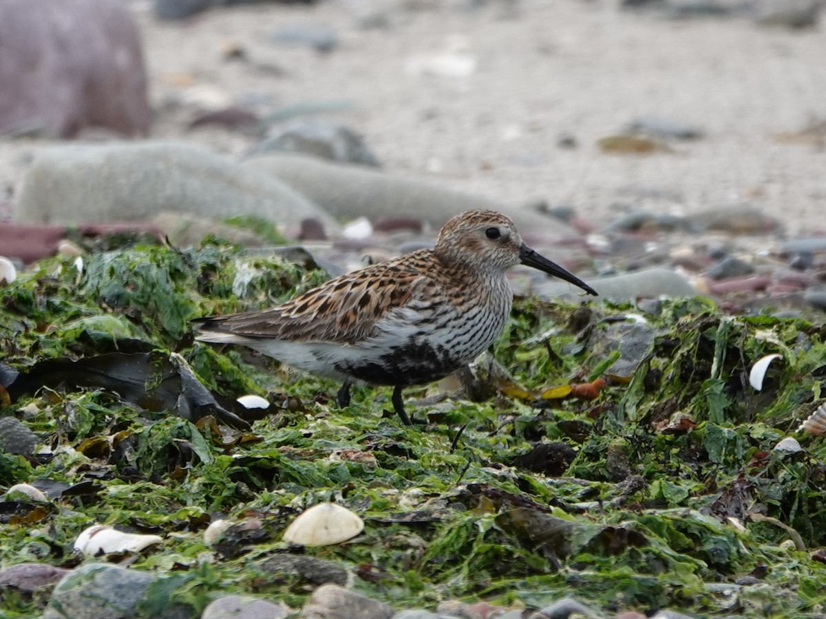 Dunlin - ML619763508