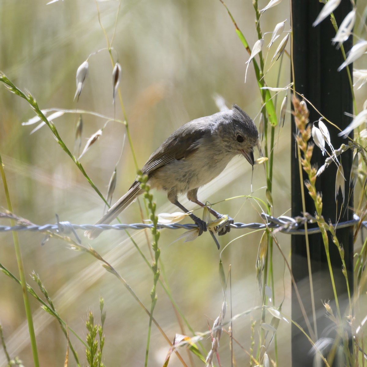 Oak Titmouse - ML619763514