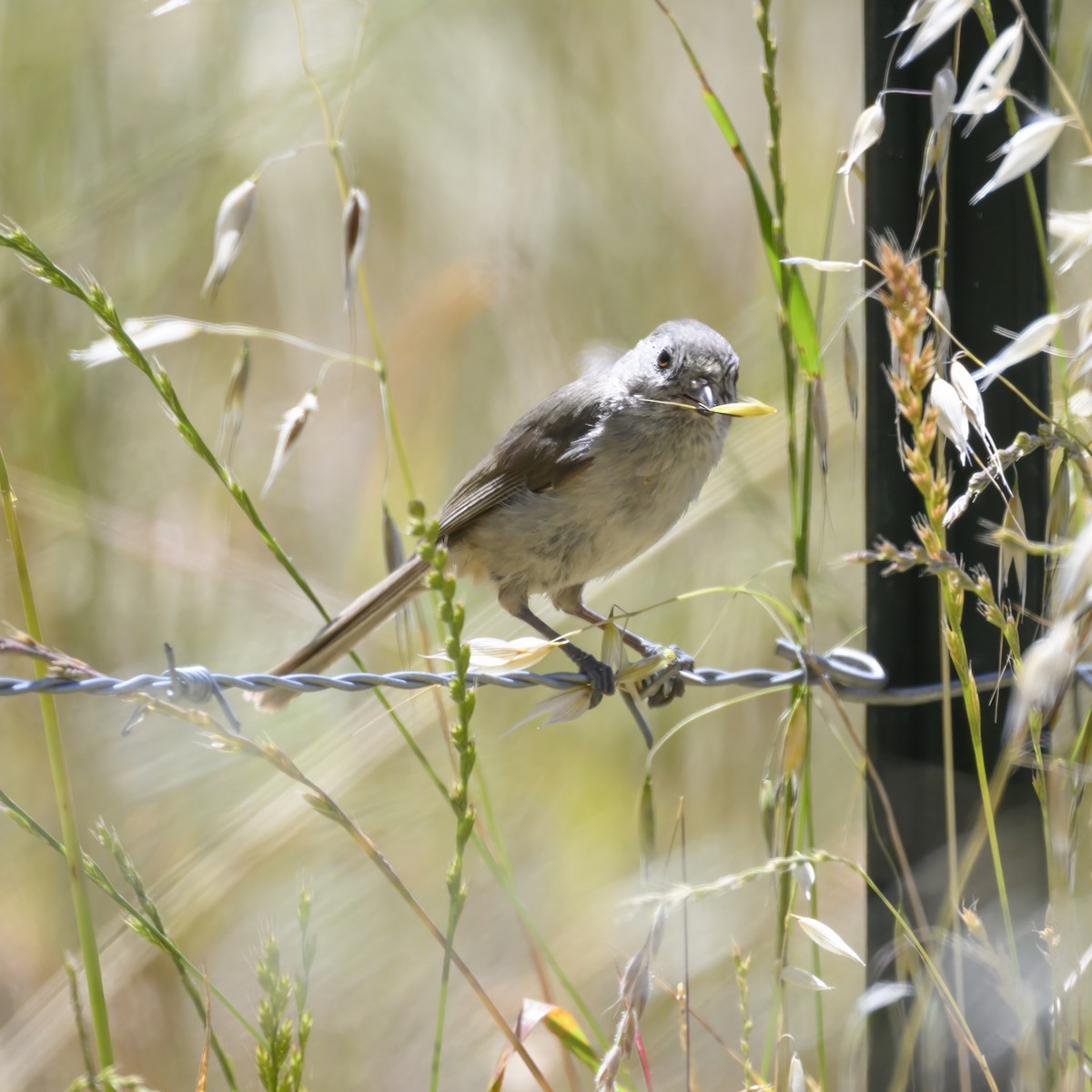 Oak Titmouse - ML619763515