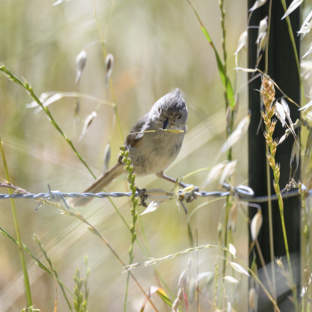 Oak Titmouse - ML619763516