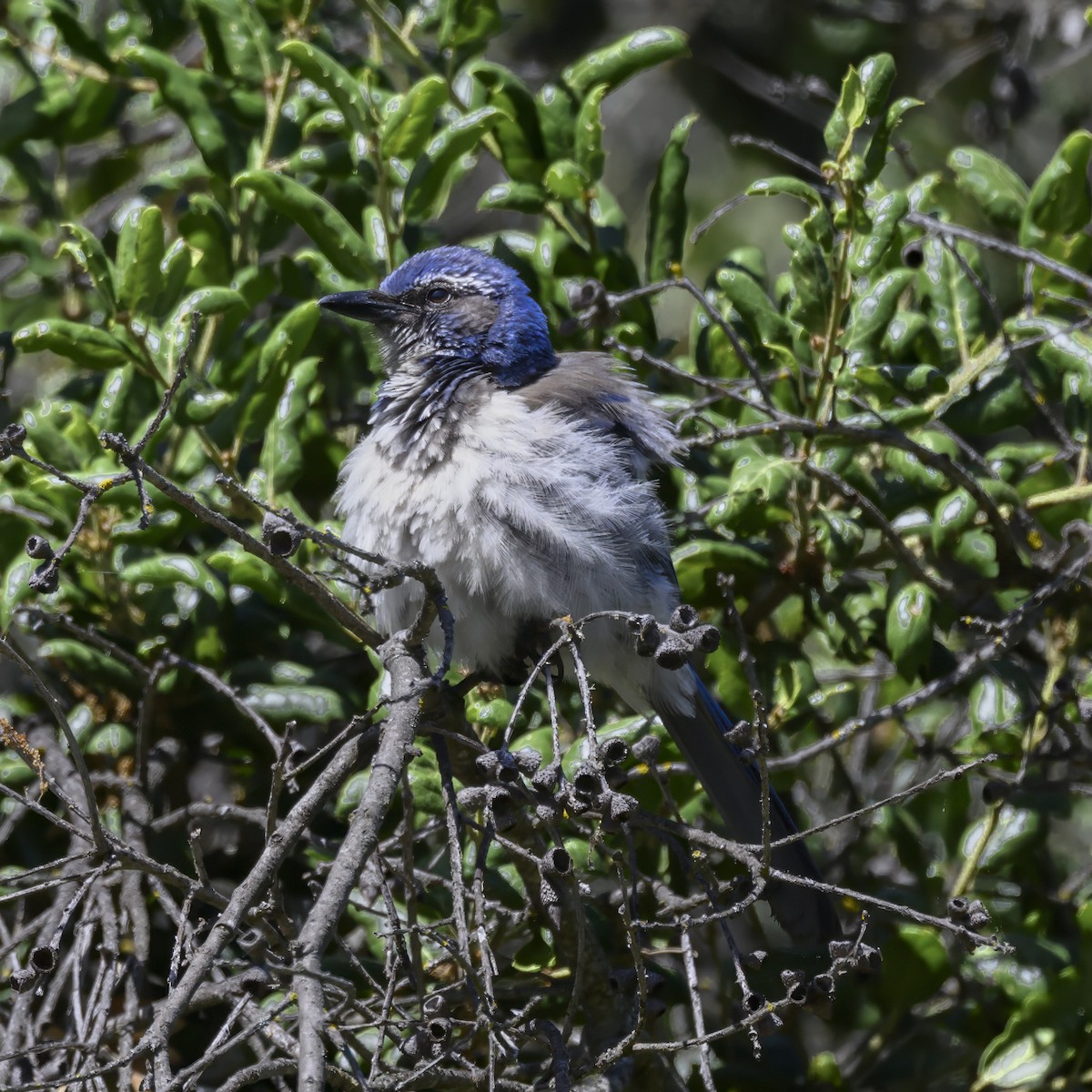 California Scrub-Jay - ML619763520