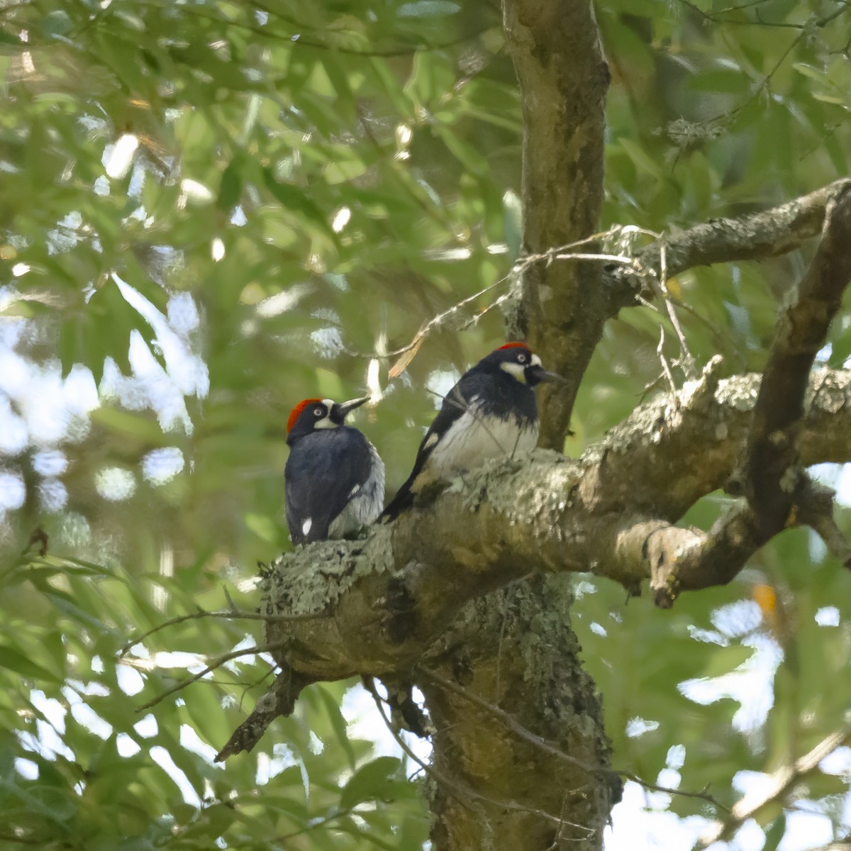 Acorn Woodpecker - ML619763522