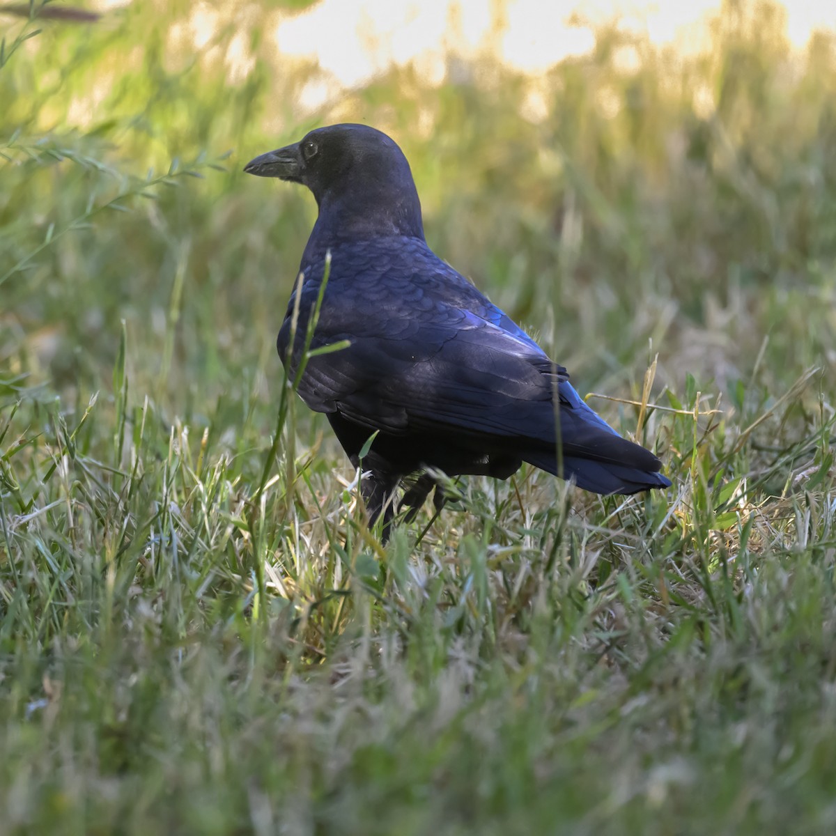 American Crow - ML619763530