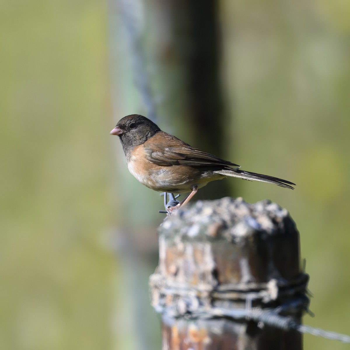 Junco Ojioscuro - ML619763534