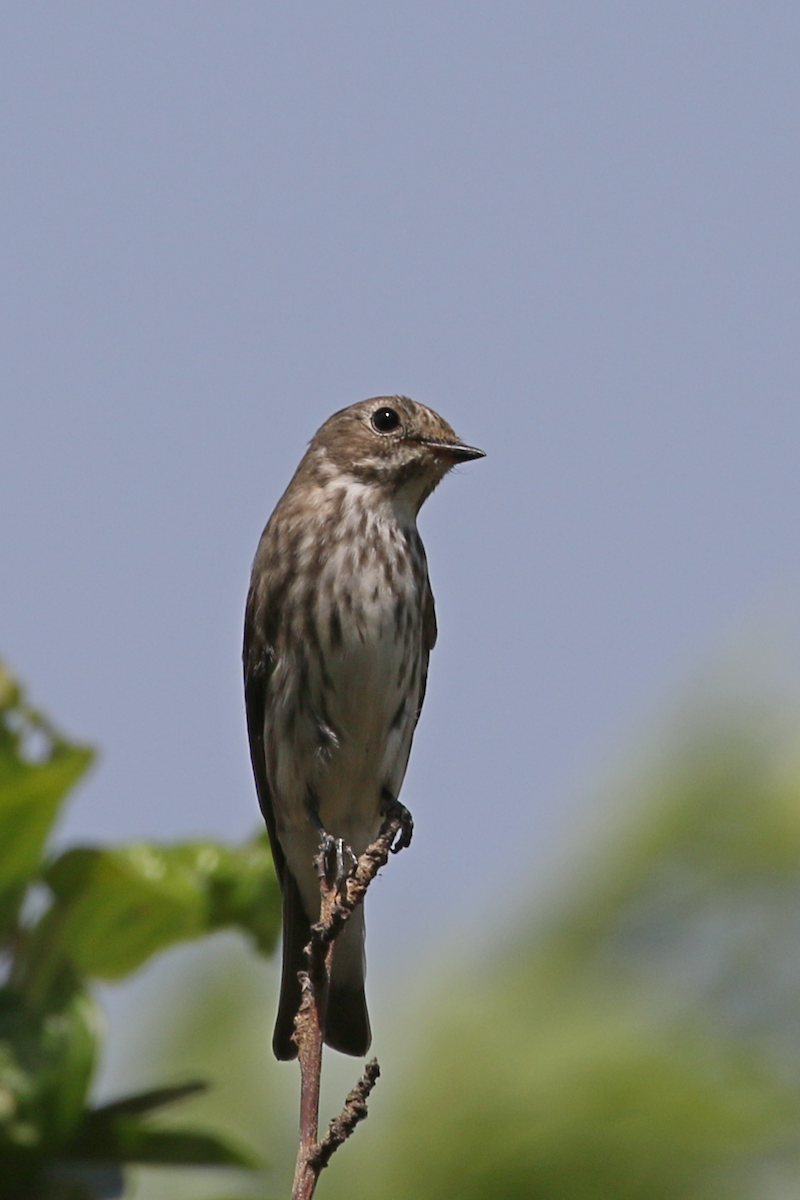 Gray-streaked Flycatcher - ML619763536