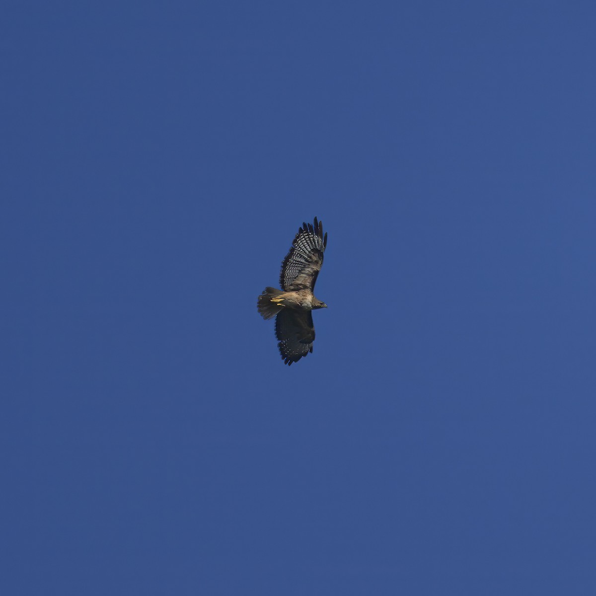 Red-tailed Hawk - ML619763541