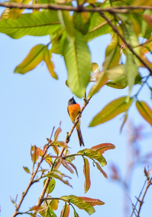 Minivet Chico - ML619763565