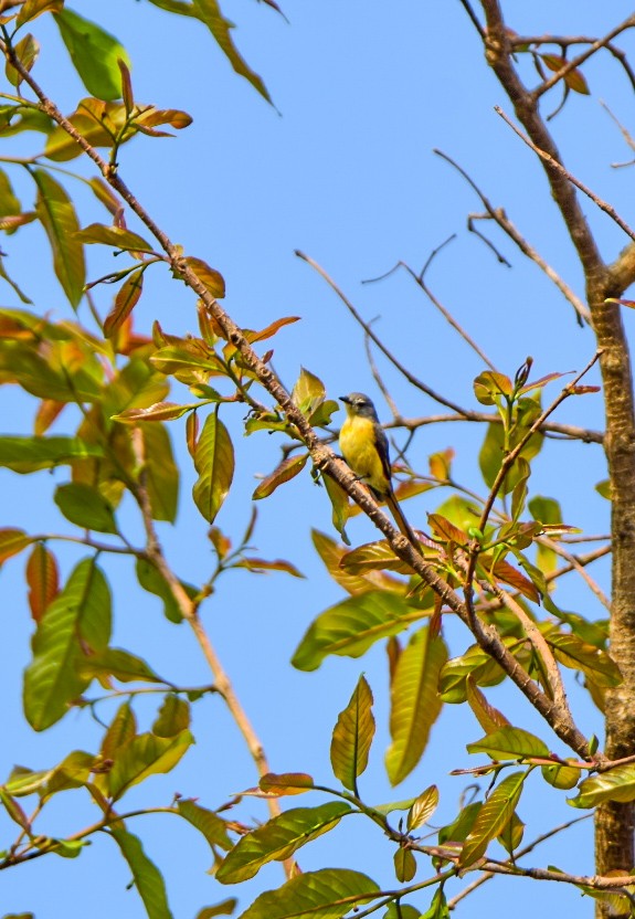 Small Minivet - ML619763566