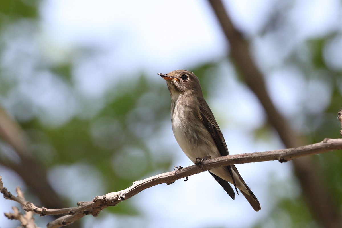 Dark-sided Flycatcher - ML619763571