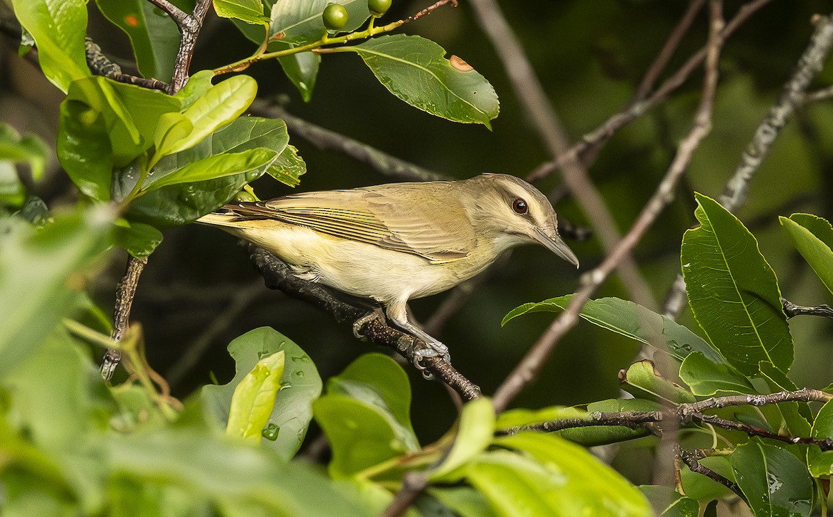 Vireo Bigotudo - ML619763575