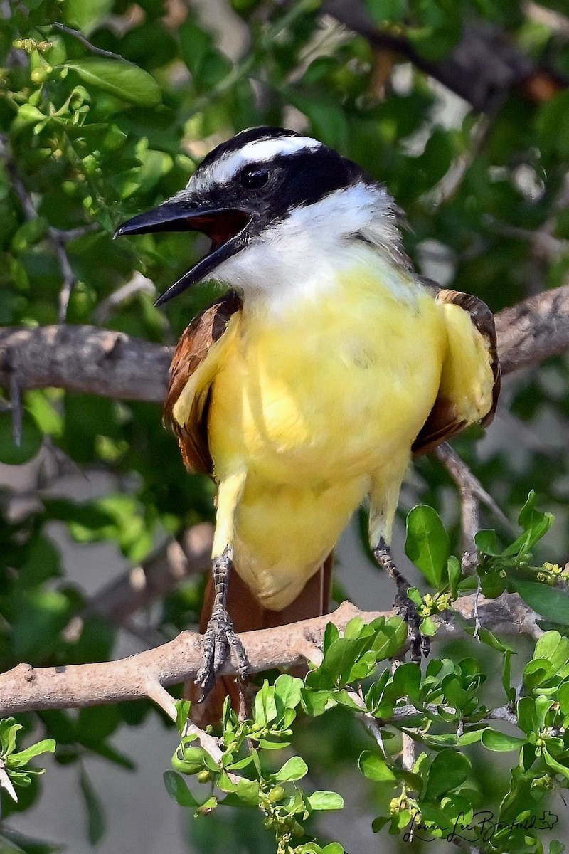 Great Kiskadee - ML619763583