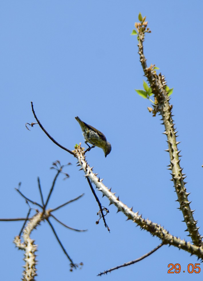 Thick-billed Flowerpecker - ML619763595