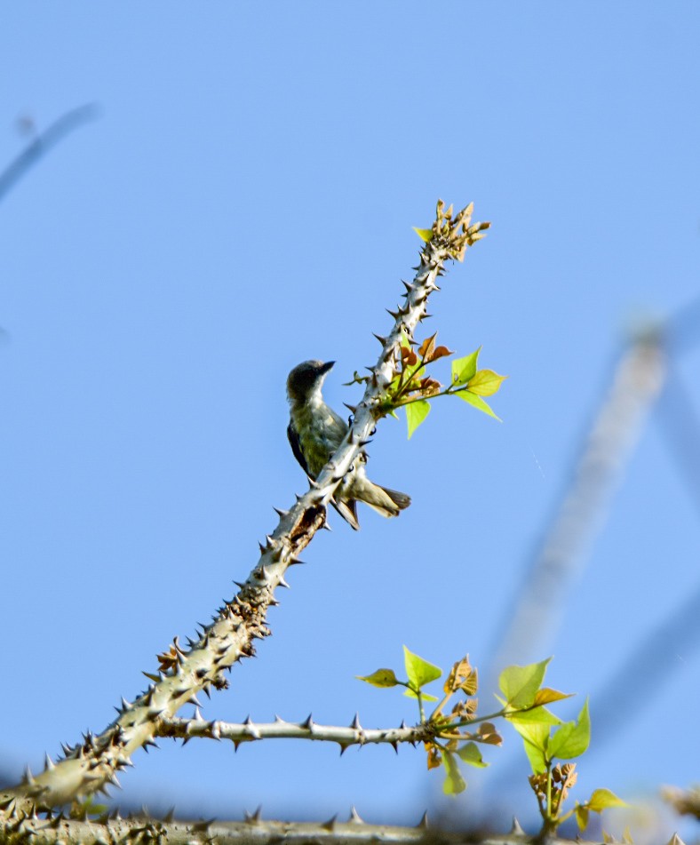 Thick-billed Flowerpecker - ML619763596