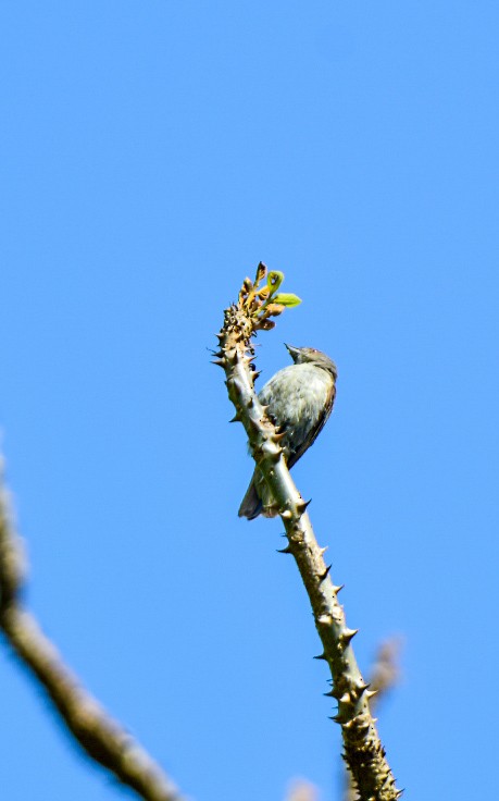 Thick-billed Flowerpecker - ML619763598