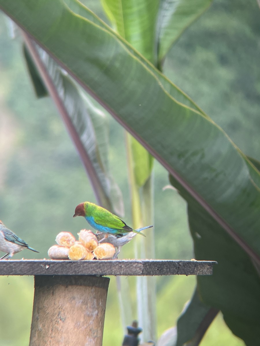 Bay-headed Tanager - ML619763636