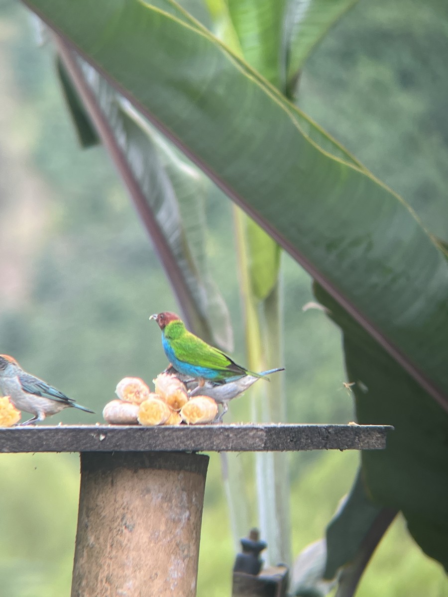 Bay-headed Tanager - ML619763637