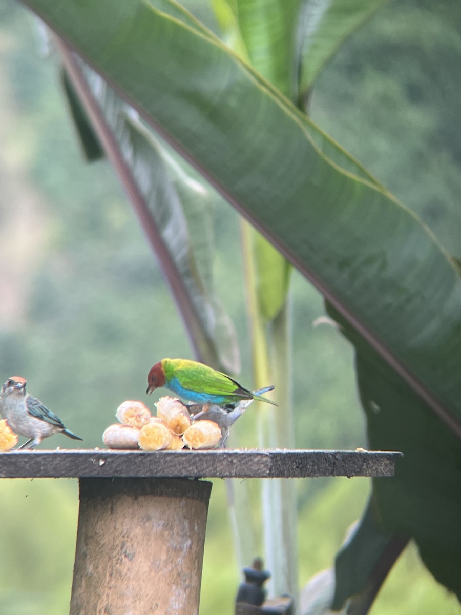 Bay-headed Tanager - ML619763638